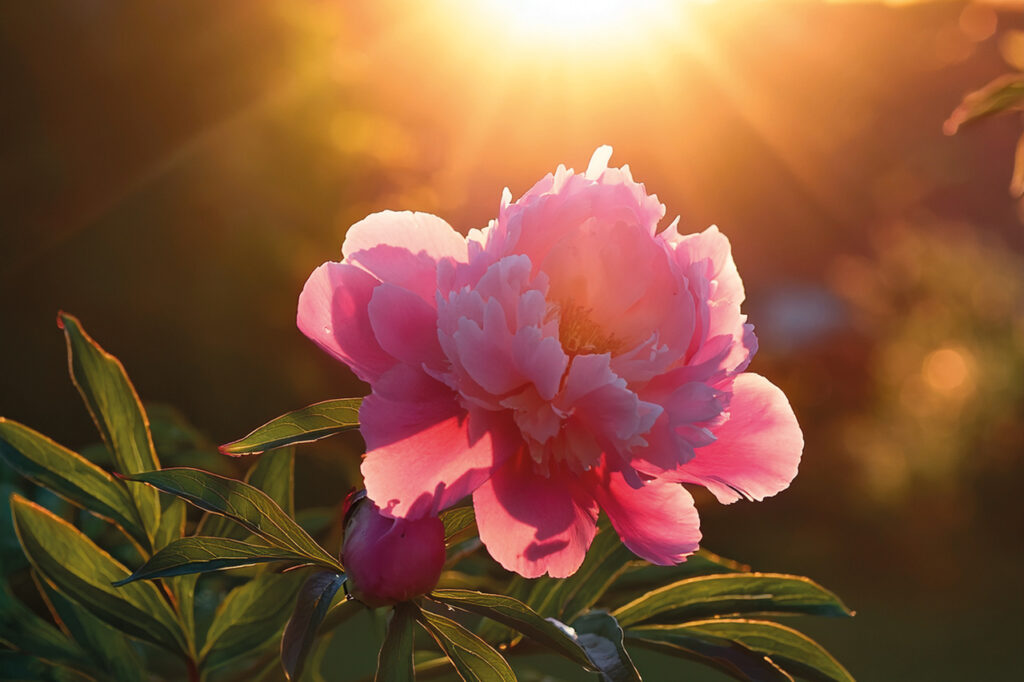 KI generiertes Themenbild Pfingstrose